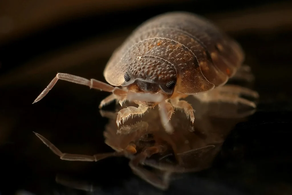 Bed-Bug-Treatment - Jackson Heights Pest Control Pros | Jackson Heights, NY | 631-528-6980